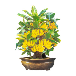 Banana tree 3D pop-up card in full freestanding display